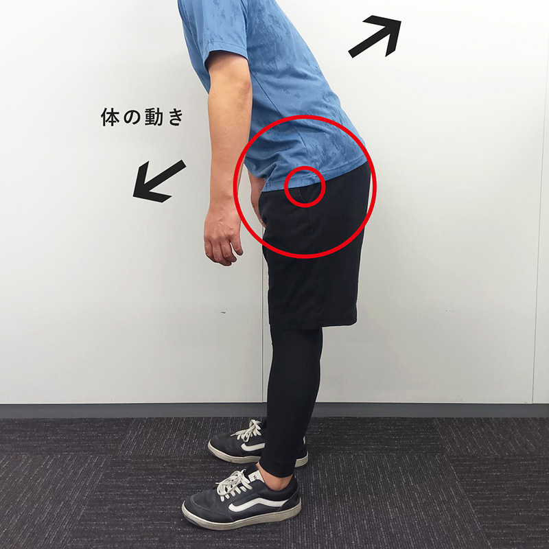 股関節の解説画像